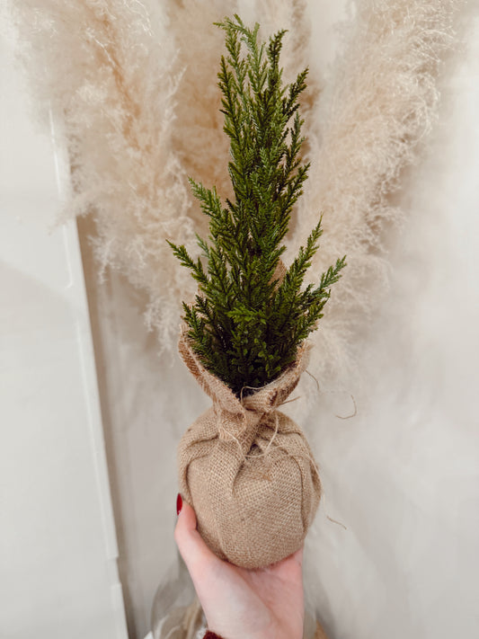 Winter Fir Christmas Tree